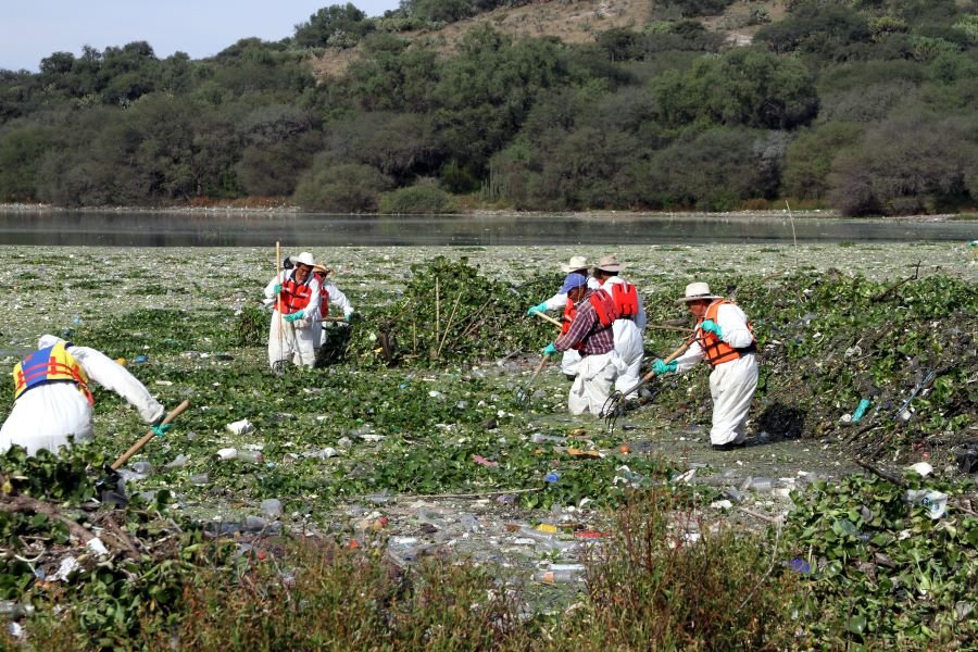 Presa Endhó, Libre del Lirio Acuático en un 98 %