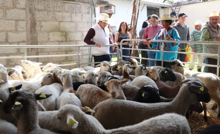 Hidalgo Se Posiciona en los Primeros Lugares Del País en Producción de Lana y Carne de Ovinos